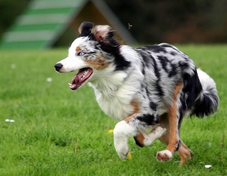 Australian shepherd Chivas 02.03.2006 - 19.03.2016 - 6 mdr. billede 6