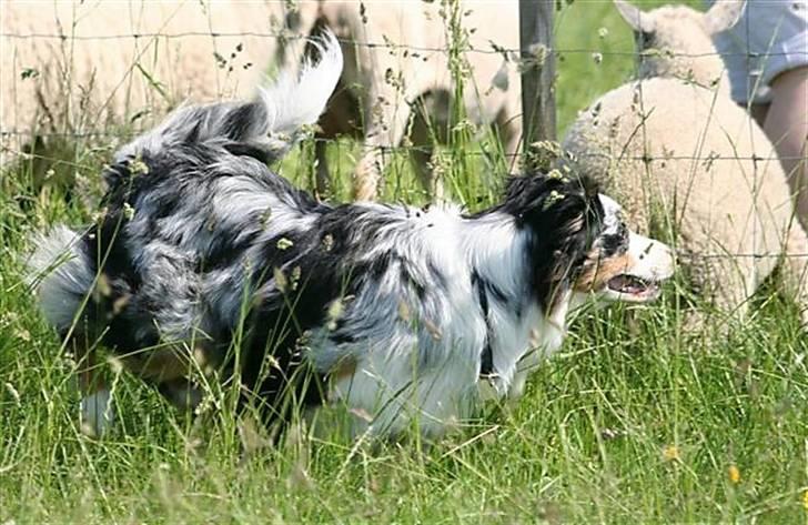 Australian shepherd Chivas 02.03.2006 - 19.03.2016 billede 7