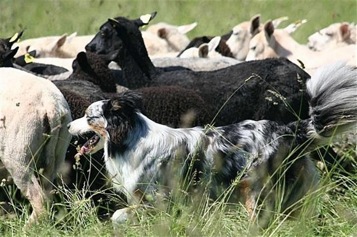 Australian shepherd Chivas 02.03.2006 - 19.03.2016 billede 8