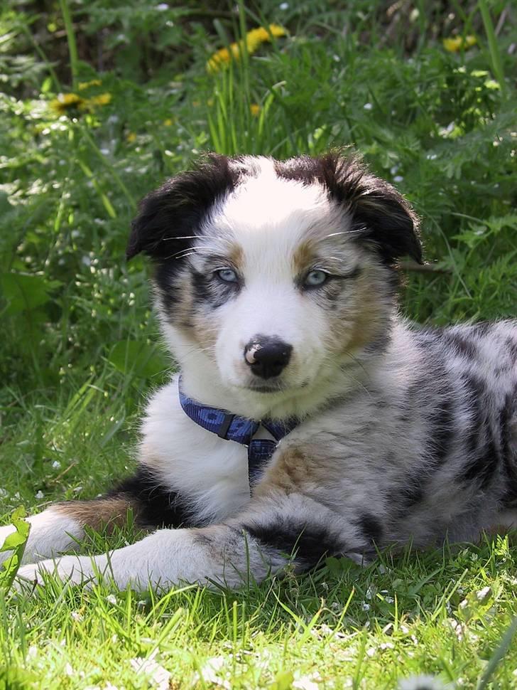 Australian shepherd Chivas 02.03.2006 - 19.03.2016 - 10 Uger billede 9