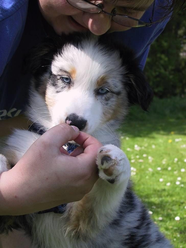 Australian shepherd Chivas 02.03.2006 - 19.03.2016 - 10 Uger billede 10