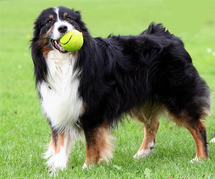 Australian shepherd Cody 24.04.97-14.02.2011 billede 1