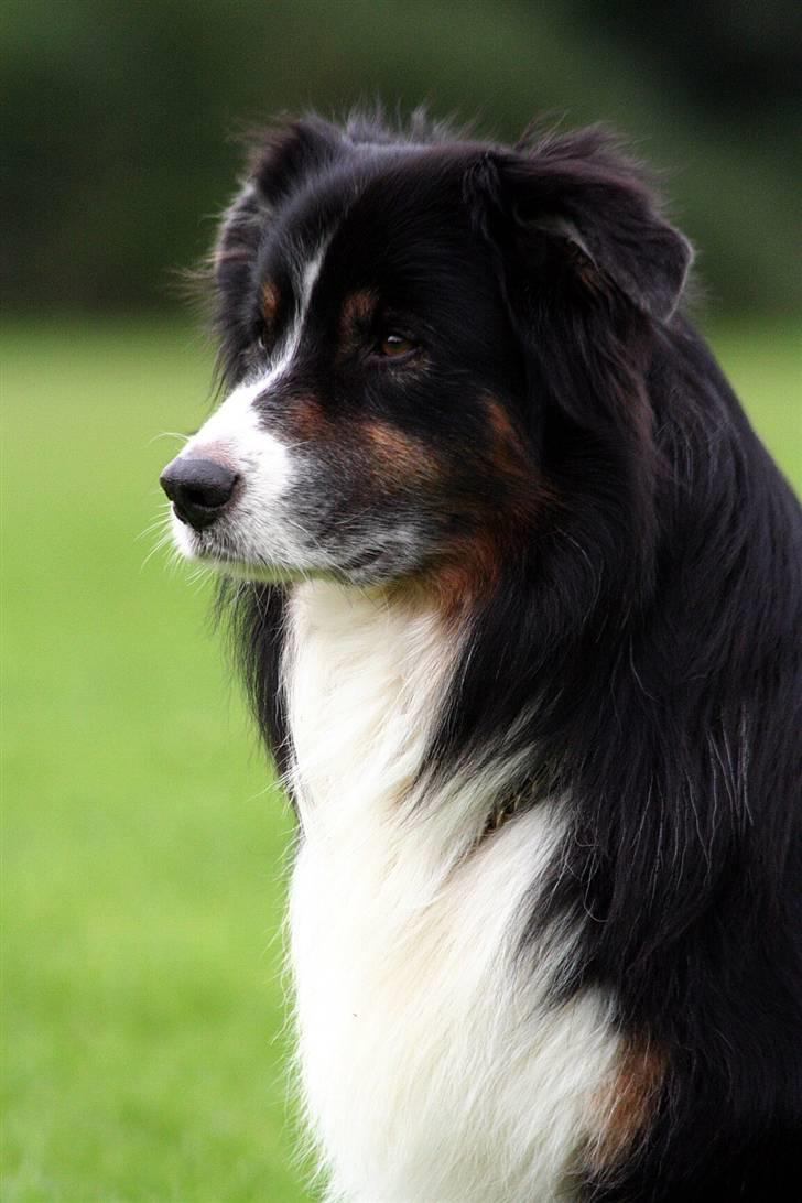 Australian shepherd Cody 24.04.97-14.02.2011 billede 2