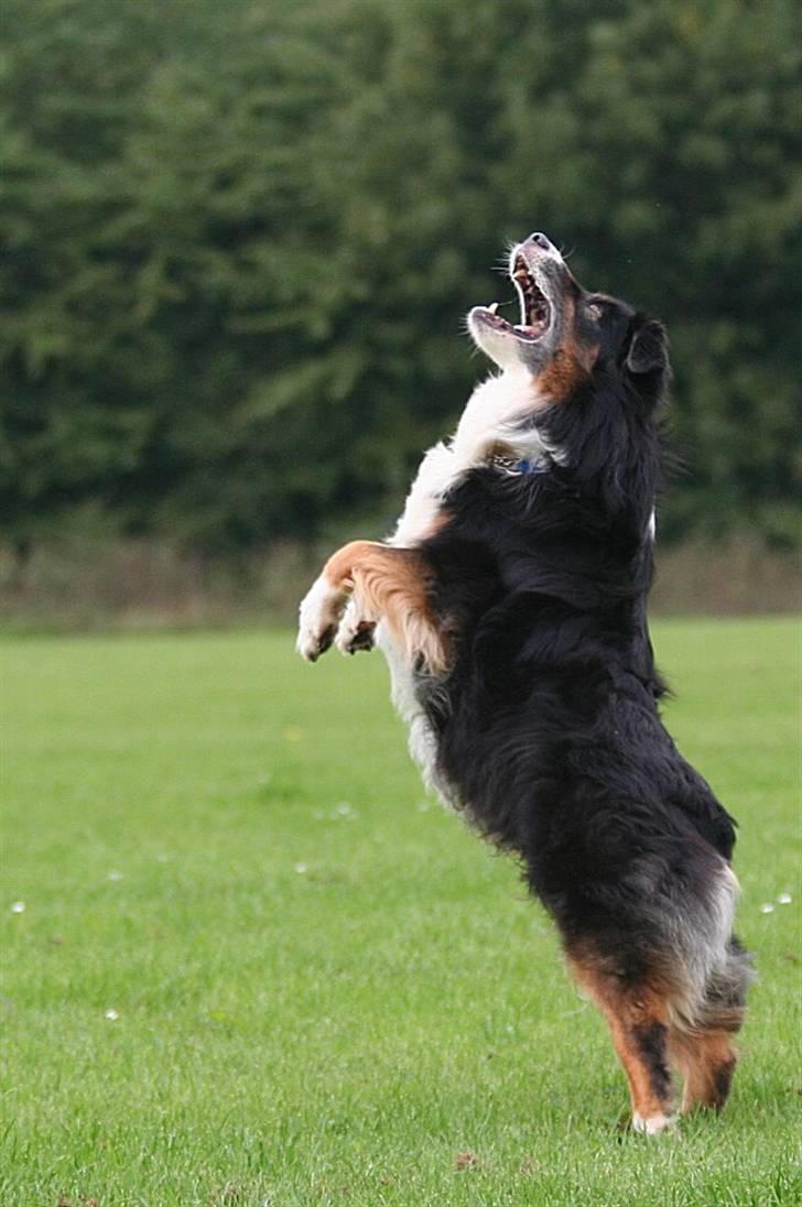 Australian shepherd Cody 24.04.97-14.02.2011 billede 3