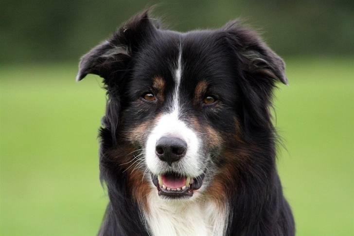 Australian shepherd Cody 24.04.97-14.02.2011 billede 4