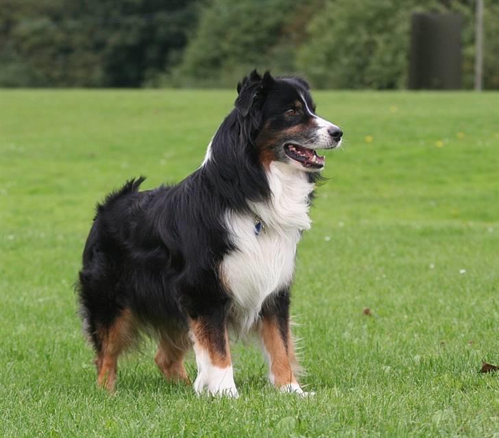 Australian shepherd Cody 24.04.97-14.02.2011 billede 5