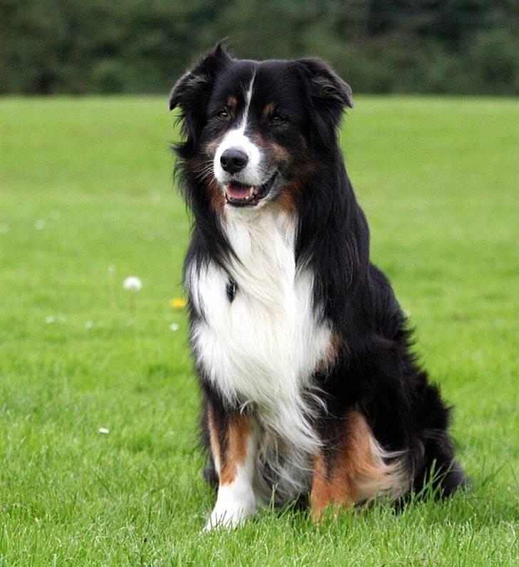 Australian shepherd Cody 24.04.97-14.02.2011 billede 6