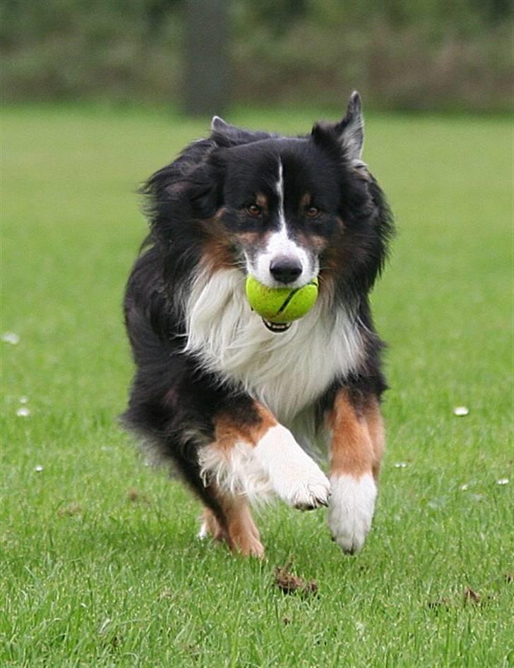 Australian shepherd Cody 24.04.97-14.02.2011 billede 7
