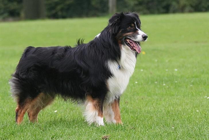 Australian shepherd Cody 24.04.97-14.02.2011 billede 8