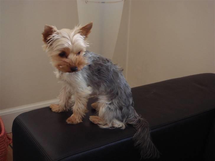 Yorkshire terrier <3 Coco <3 - Coco juni 2007 (17mdr) billede 14