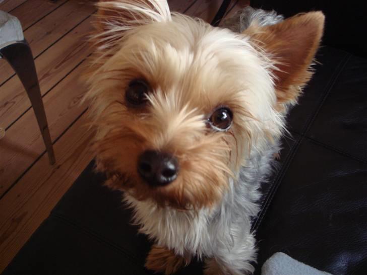 Yorkshire terrier <3 Coco <3 - Coco juni 2007 (17mdr) billede 16