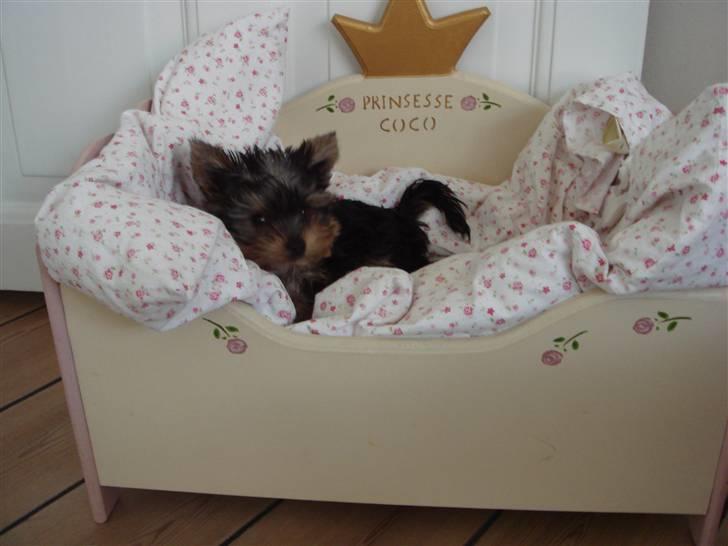 Yorkshire terrier <3 Ella <3 billede 9