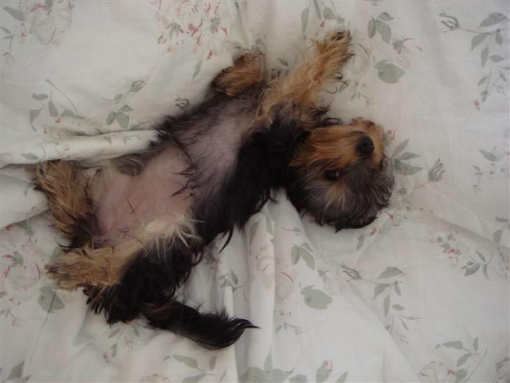 Yorkshire terrier <3 Ella <3 billede 10