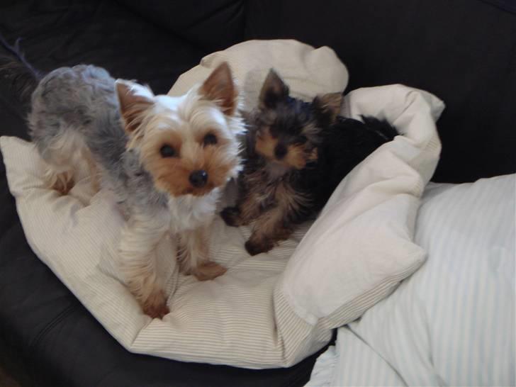 Yorkshire terrier <3 Ella <3 billede 11