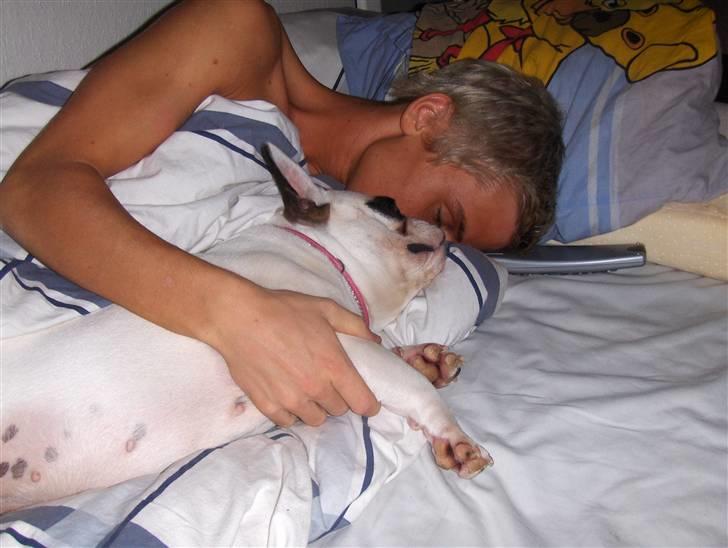 Fransk bulldog Fie billede 6