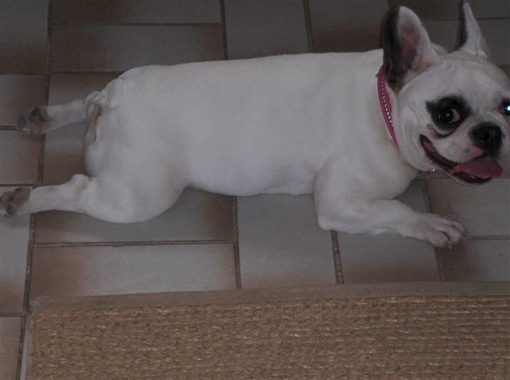 Fransk bulldog Fie billede 7