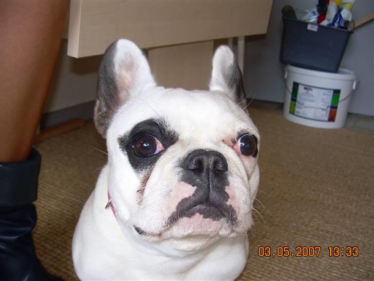 Fransk bulldog Fie billede 8