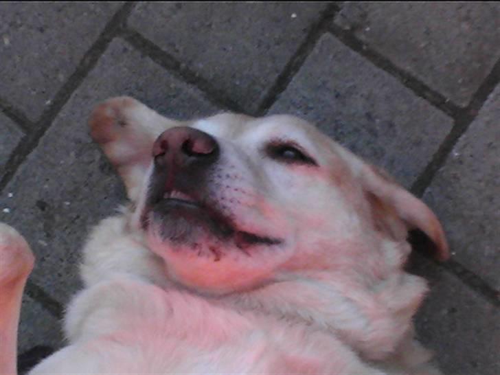 Blanding af racer Jumbo billede 13