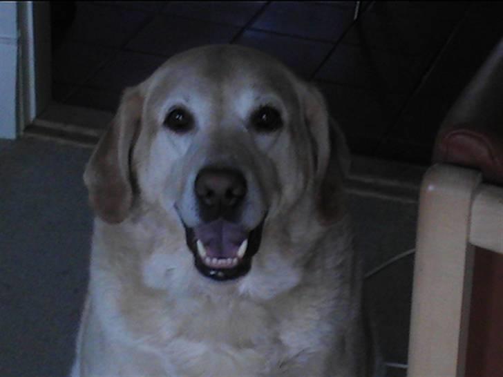 Blanding af racer Jumbo billede 14