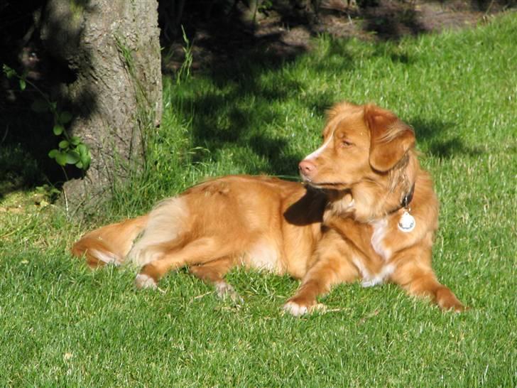 Nova scotia duck tolling retriever Citta - Her ligger jeg og prøver på at holde varmen ud i juni i år. billede 13