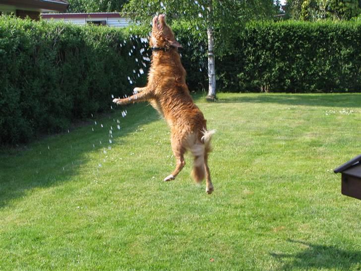 Nova scotia duck tolling retriever Citta - Far henter noget vand han kan kaste med og jeg elsker at hoppe op og se om jeg kan fange det. billede 14
