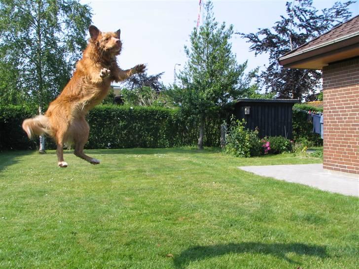 Nova scotia duck tolling retriever Citta - Jeg kan hoppe meget højt...over en meter op. billede 15
