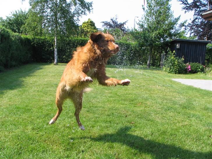 Nova scotia duck tolling retriever Citta - her får jeg vand lige i synet, og jeg elsker det. billede 16