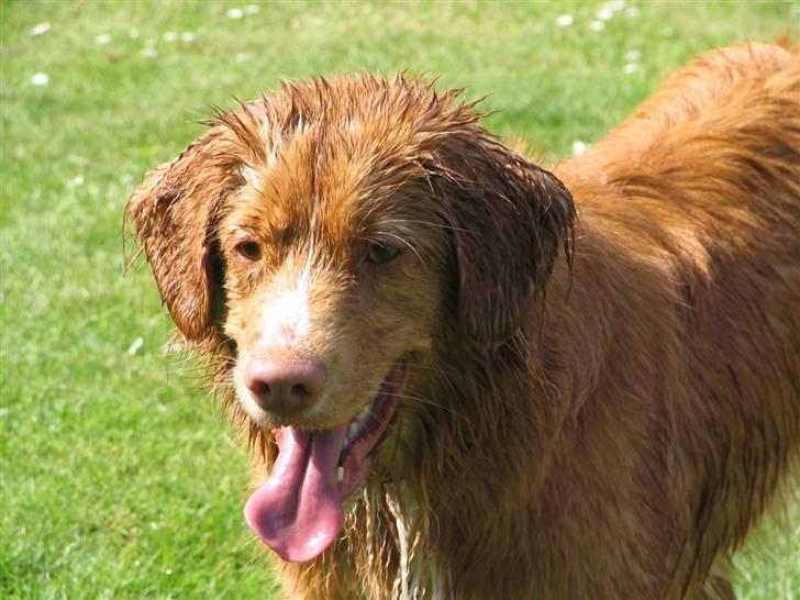 Nova scotia duck tolling retriever Citta - Nu er vi færdige med at lege med vand, så nu skal jeg slappe lidt af for jeg er noget så træt. billede 17