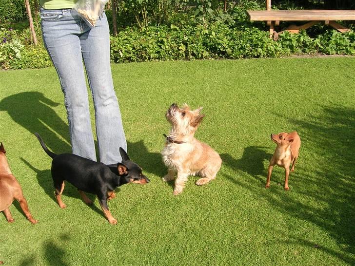 Dvaergpinscher Vigo - Her er Silja på besøg med med Christina billede 6