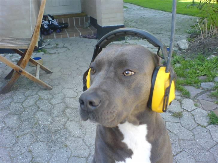 Amerikansk staffordshire terrier canne billede 1