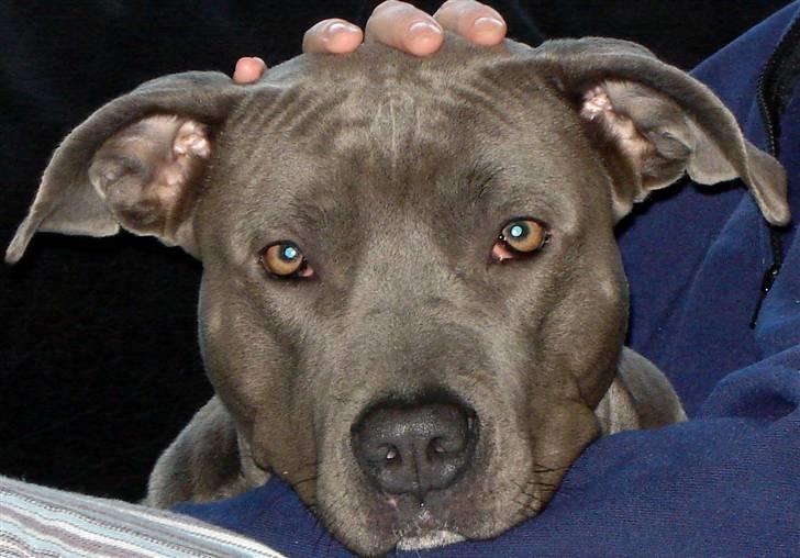 Amerikansk staffordshire terrier canne billede 2