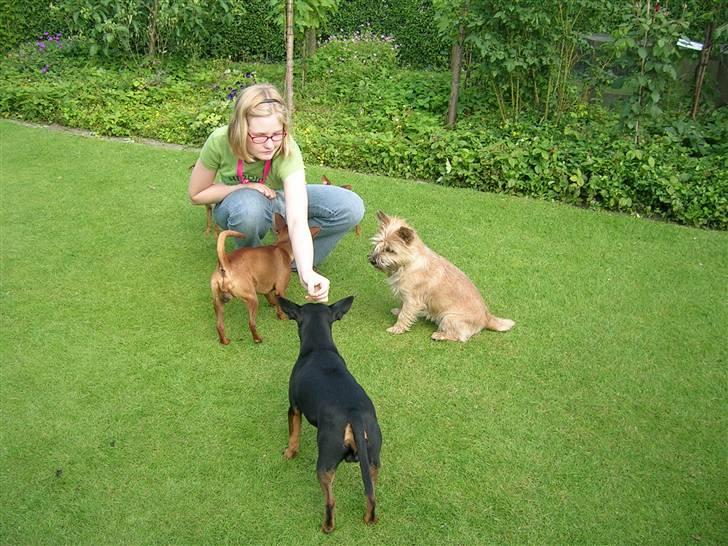 Dvaergpinscher Vigo - De er nu gode dem mor bager billede 7