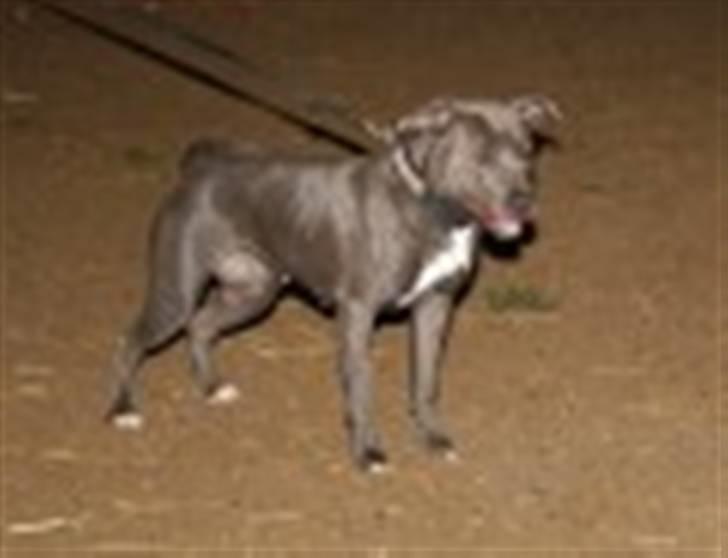 Amerikansk staffordshire terrier canne billede 3