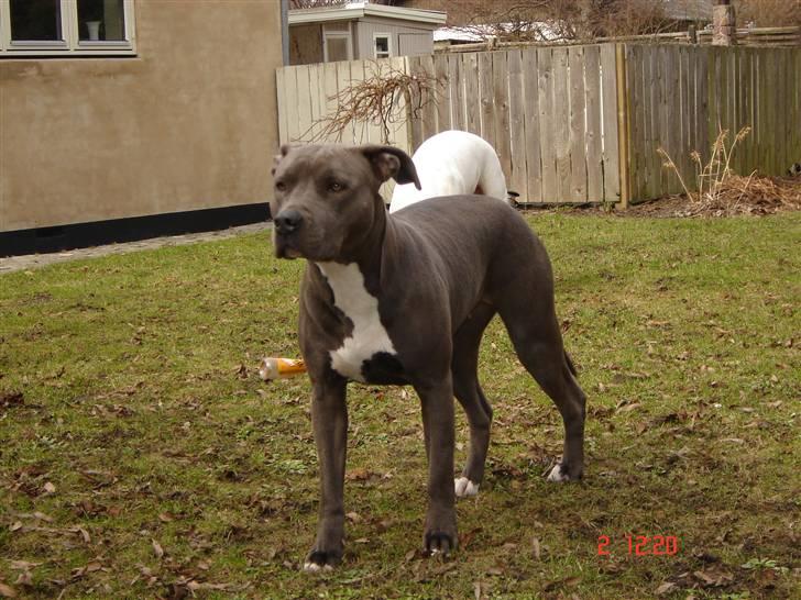 Amerikansk staffordshire terrier canne billede 4