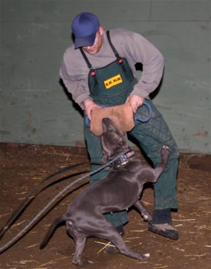 Amerikansk staffordshire terrier canne billede 5