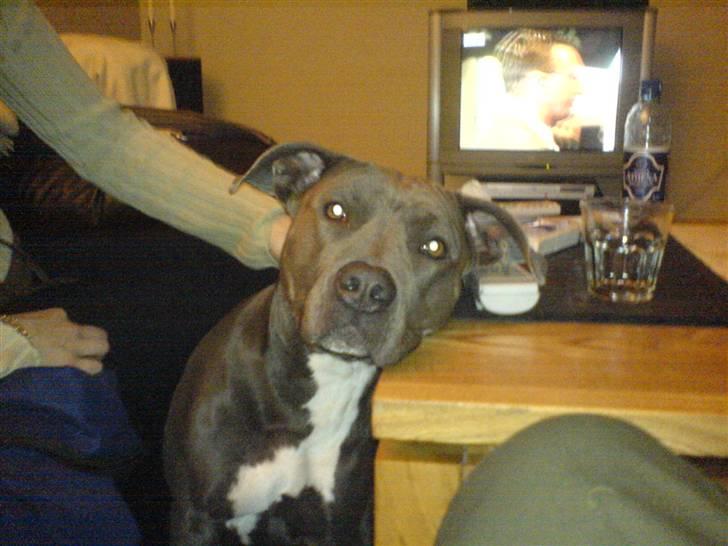 Amerikansk staffordshire terrier canne billede 6