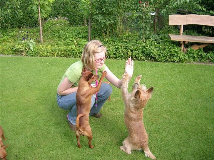 Dvaergpinscher Hubert - Her er Silja på besøg er vi ikke dygtige billede 10