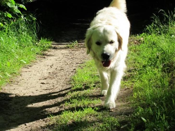 Golden retriever Silas - Silas på en lille gåtur gennem skoven! billede 19