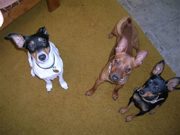 Dvaergpinscher Hubert - Her er det Micha der er på besøg  billede 11