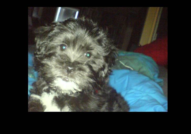 Blanding af racer LhasaPoo -  Frk. Poco billede 4