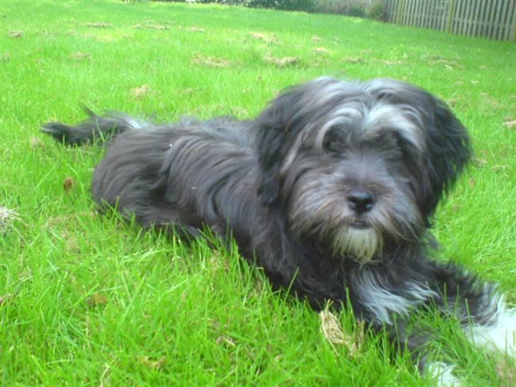 Blanding af racer LhasaPoo -  Frk. Poco billede 5