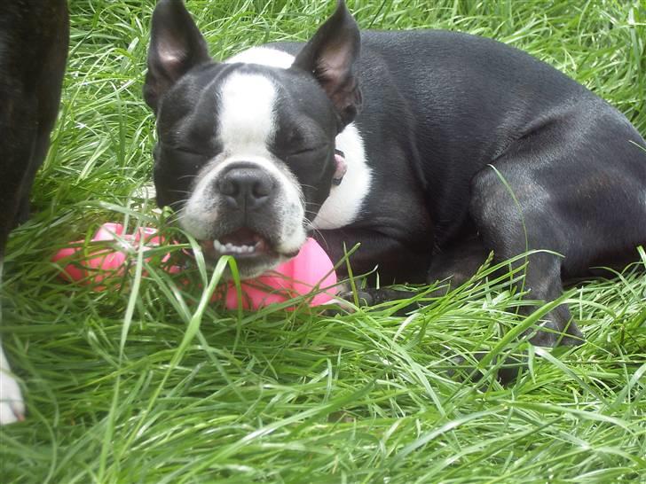 Boston terrier Asta billede 9