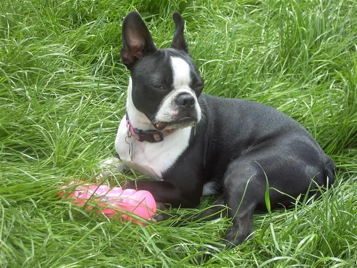 Boston terrier Asta billede 10