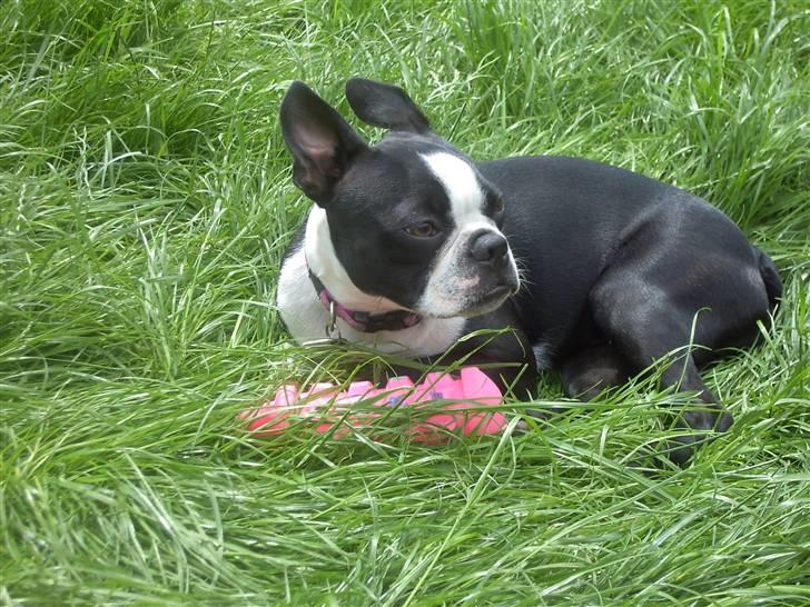 Boston terrier Asta billede 11