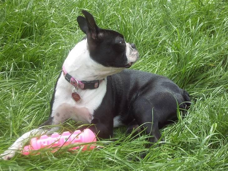 Boston terrier Asta billede 12