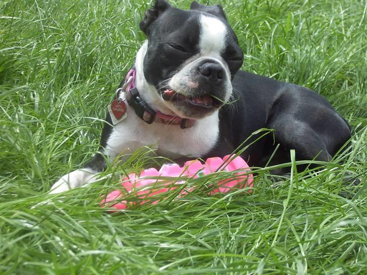 Boston terrier Asta billede 13