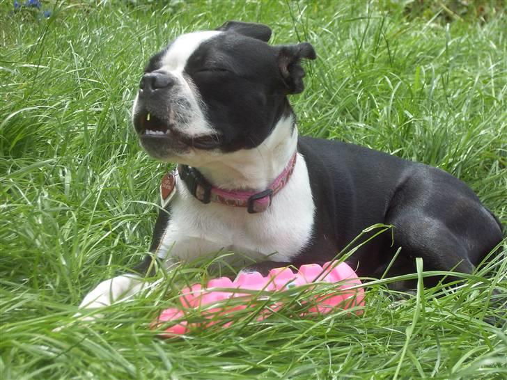 Boston terrier Asta billede 14