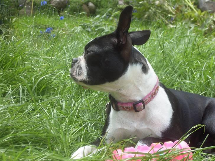 Boston terrier Asta billede 15