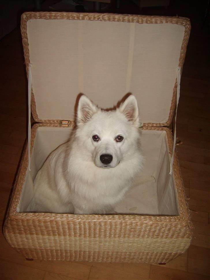 Samojedhund Bella Donna  billede 1