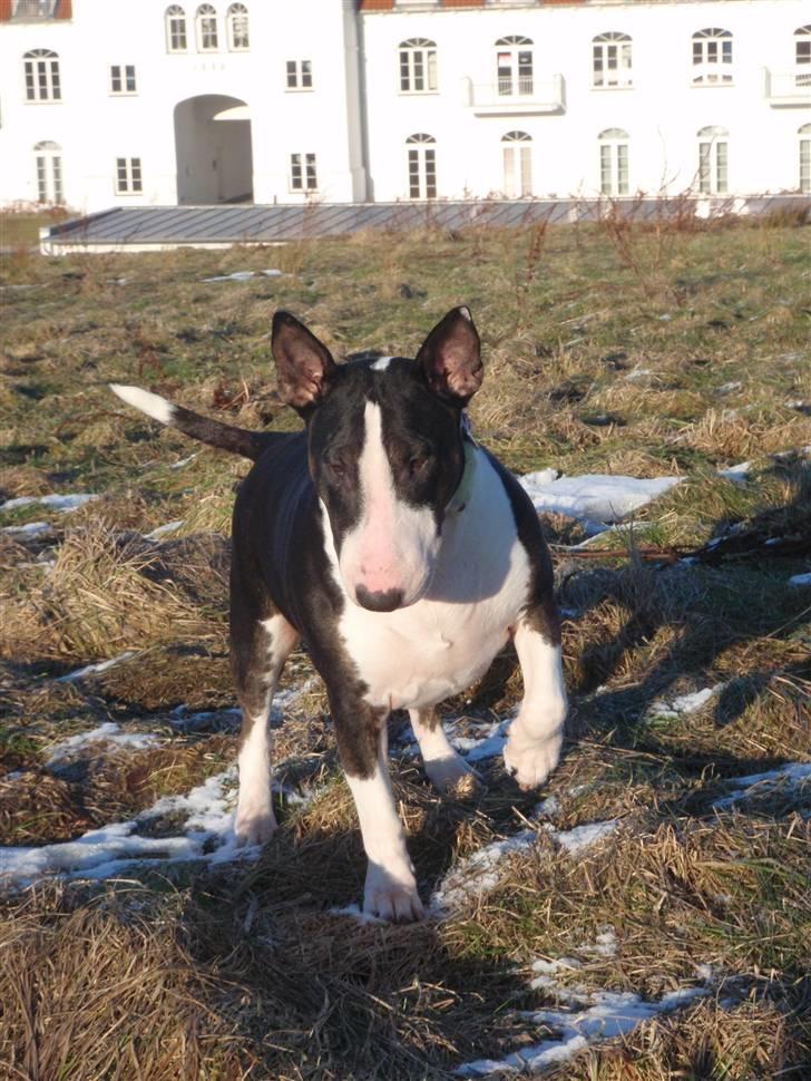 Bullterrier CIRKELINE - på besøg hos mormor og morfar billede 8